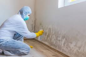 Best Mold Damage Restoration  in Burns Flat, OK